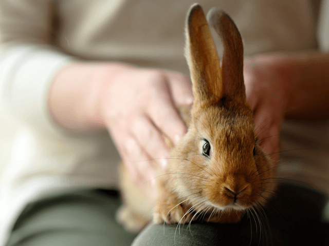 Manipulácia s králikom