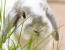 Granule pre králiky – čo by mali obsahovať a ako ich dávkovať?