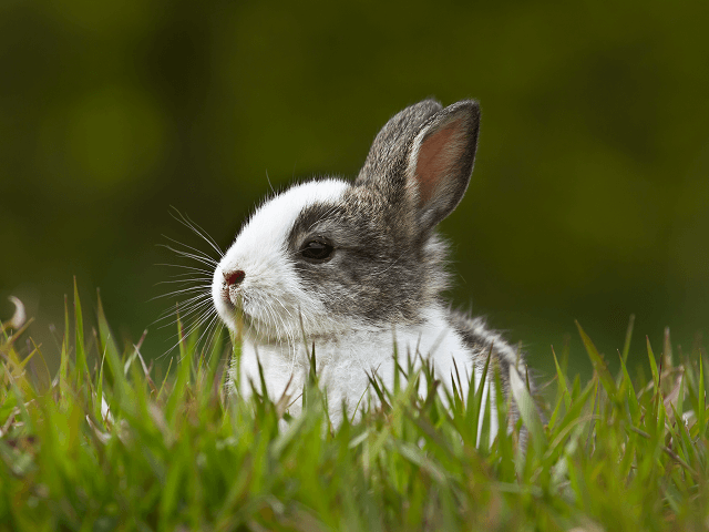 Sivo-biele mláďa králika