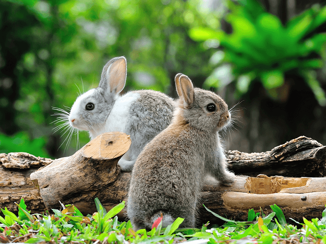 Dva mladé králiky