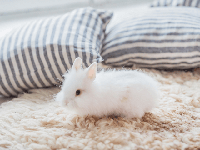 Malý králiček